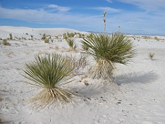 142 White Sands National Monument